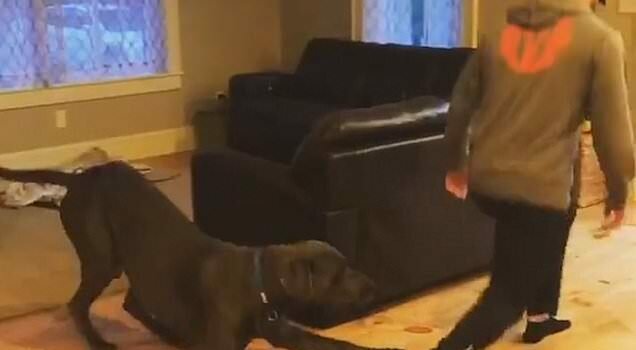 This Great Dane Copying His “Dad” Is The Best Thing You’ll See Today